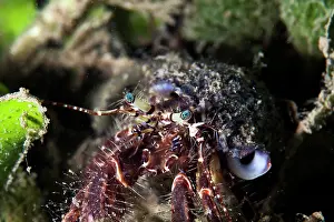 Unidentified: A small unidentified hermit crab