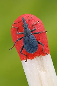 Size: Small weevil (Oxystoma ochropus) on the top of a