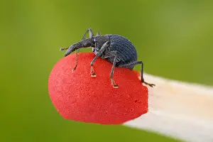 Size: Small weevil (Oxystoma ochropus) on a match to illustrate