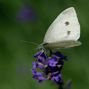 Rapae: Small White