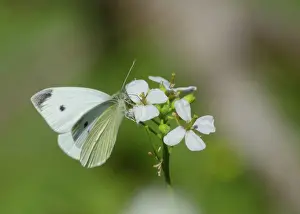 Malta: Small White