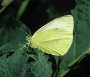 Rapae: Small white butterfly