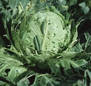Rapae: Small white butterfly damage
