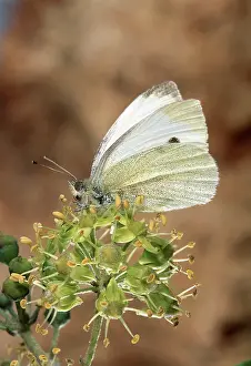Rapae: Small White Butterfly - On a flower