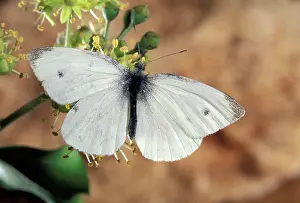 Rapae: Small White Butterfly - On a flower