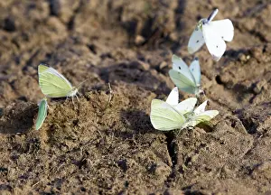 Rapae: Small White Butterfly - group taking minerals from mud