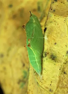Rapae: Small white butterfly pupa