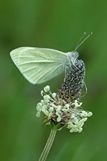 Rapae: Small White Butterfly - resting on wild flower - May