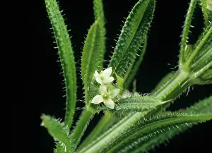 Sticky: Small white flowers of cleavers