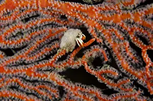 Hermit: Small White Hermit Crab - in red Fan - Night
