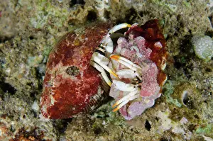 Crabs: Small White Hermit Crabs