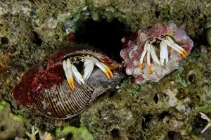 Crabs: Small White Hermit Crabs