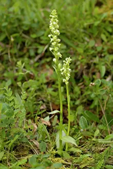 Albida: Small white orchid