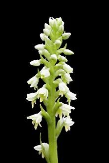 Albida: Small White Orchid
