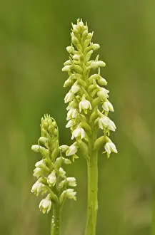 Albida: Small White Orchid - in grassland