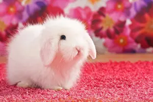 Fuchsia: Small white teddy rabbit, dwarf rabbit, on pink