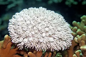 Moluccan: Small Xenia coral (Xenia sp.), Banda Sea, Pacific