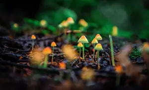Bonnets: Small yellow Bonnets (Mycena) on forest floor, temperate