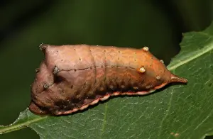 Sting: Smaller Parasa