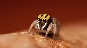 Peacok: One of the smallest of the Maratus species comming