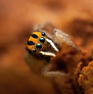 Peacok: One of the smallest of the Maratus species comming