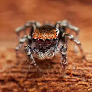 Peacok: one of the smallest of the peacock jumping spiders
