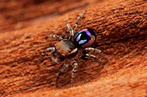 Peacok: one of the smallest of the peacock jumping spiders