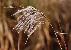 Miscanthus: SmallJapaneseSilvergrass
