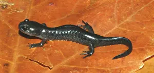 Porphyry: Smallmouth Salamander