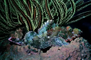 Scorpaenopsis: Smallscale Scorpionfish