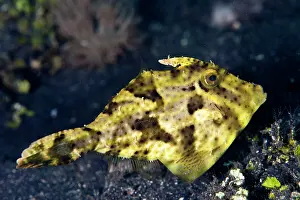 File: Smallspotted Leatherjacket / Strap-weed File-fish