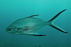 Trachinotus: Smallspotted Pompano