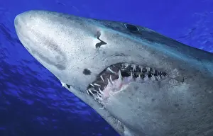 Ragged: Smalltooth sand tiger or Bumpytail ragged-tooth
