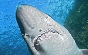 Ragged: Smalltooth sand tiger or Bumpytail ragged-tooth
