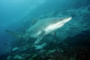 Sharks: Smalltooth sand tiger or bumpytail ragged-tooth, Odontaspis