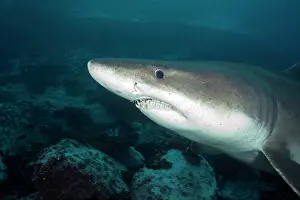 Sharks: Smalltooth sand tiger or bumpytail ragged-tooth, Odontaspis