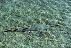 Sawfish: Smalltooth SAWFISH
