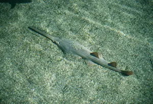 Sawfish: Smalltooth sawfish / combshark