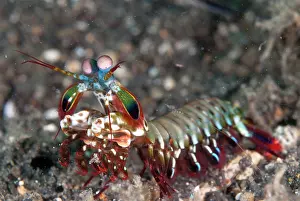 Smashing: Smashing Mantis Shrimp