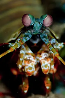 Peacock: Smashing Mantis Shrimp