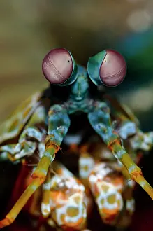 Peacock: Smashing Mantis Shrimp