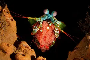Peacock: Smashing Mantis Shrimp with eggs