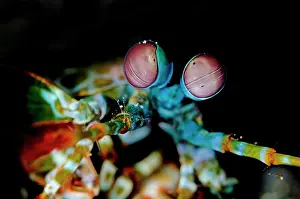 Smashing: Smashing Mantis Shrimp in hole TK1 dive site, Lembeh