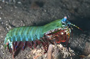 090919: Smashing Mantis Shrimp - TK2 dive site, Lembeh