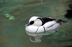 Smew: Smew Drake