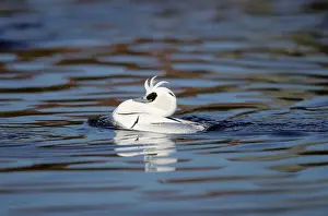 Smew: Smew - drake displaying