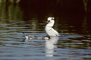 Smew: Smew - drake displaying to female