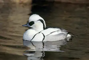 Smew: Smew