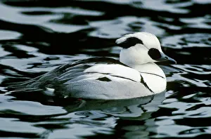 Smew: Smew Duck