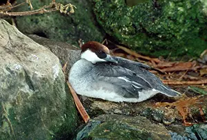 Smew: Smew Duck - female